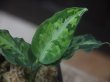 画像2:  Aglaonema pictum tricolor from Sibolga Timur【HW0819-05u】