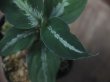 画像4:  Aglaonema pictum "EXST-G" from Sibolga Utara【HW0818-06b】