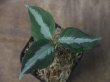 画像1:  Aglaonema pictum multicolor "HGWTZ under PS-4 " from Padang Sidempuan【HW0523-29】(18)