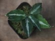 画像2:  Aglaonema pictum GW1502 type 8 Padang Sidempuan【TB】