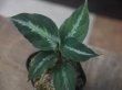 画像2:  Aglaonema pictum "EXST-G" from Sibolga Utara【HW0818-06b】