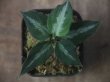 画像3:  Aglaonema pictum tricolor from Sibolga Timur【HW0819-05j】