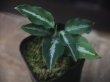 画像1:  Aglaonema pictum GW1502 type 8 Padang Sidempuan【TB】