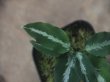 画像3:  Aglaonema pictum GW1502 type 8 Padang Sidempuan【TB】