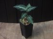 画像5:  Aglaonema pictum "EXST-G" from Sibolga Utara【HW0818-06b】