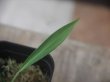 画像3: Homalomena sp. "Narrow Leaf" from Riau Sumatera【HW0523-04】