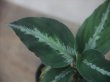 画像3:  Aglaonema pictum "EXST-G" from Sibolga Utara【HW0818-06b】