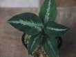 画像1:  Aglaonema pictum "EXST-G" from Sibolga Utara【HW0818-06b】