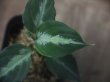 画像2:  Aglaonema pictum tricolor from Sibolga Timur【HW0819-05j】