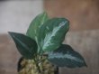 画像1: Agalaonema pictum "草わるん18" AT from Tigalingga【AZ0818-6b】