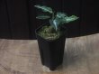 画像5:  Aglaonema pictum GW1502 type 8 Padang Sidempuan【TB】