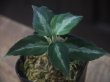 画像1:  Aglaonema pictum tricolor from Sibolga Timur【HW0819-05j】