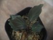 画像2: Homalomena sp. "Roanapur BR" from Pulau Lingga【HW1017-01】