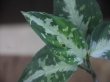 画像2: Aglaonema pictum "PS-D" from Pandang Sidempuan【HW1223-01d】