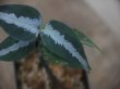 画像4: Aglaonema pictum "PS-D" from Pandang Sidempuan【HW1223-01d】