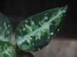 画像3: Aglaonema pictum multicolor "熱波+龍" from Tigalingga【HW1123-01d】