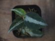 画像1: Aglaonema pictum "PS-D" from Pandang Sidempuan【HW1223-01d】