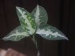 画像4: Aglaonema pictum "PS-D" from Pandang Sidempuan【HW1223-01d】