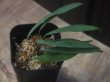 画像1: Homalomena sp. "Air Terjun 4" from Tapanuli Utara【HW1123-07d】