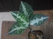 画像1: Aglaonema pictum "PS-D" from Pandang Sidempuan【HW1223-01d】