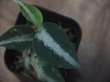 画像3: Aglaonema pictum "PS-D" from Pandang Sidempuan【HW1223-01d】