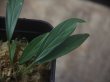 画像2: Homalomena sp. from Sibolga Timur【HW1123-05】