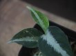 画像4: Aglaonema pictum "PS-D" from Pandang Sidempuan【HW1223-01d】