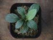 画像3: Homalomena cf. humilis Sumatera barat【LA0719-02】