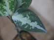 画像3: Aglaonema pictum "PS-D" from Pandang Sidempuan【HW1223-01d】