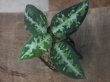 画像1: Aglaonema pictum multicolor "熱波+龍" from Tigalingga【HW1123-01d】