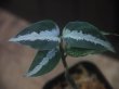 画像3: Aglaonema pictum "PS-D" from Pandang Sidempuan【HW1223-01d】