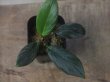 画像3: Homalomena sp. "Air Terjun 3" from Tapanuli Utara【HW1123-07c】