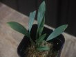 画像1: Homalomena sp. from Sibolga Timur【HW1123-05】