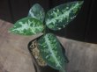 画像2: Aglaonema pictum multicolor "熱波+龍" from Tigalingga【HW1123-01d】