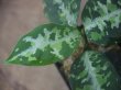 画像4: Aglaonema pictum multicolor "熱波+龍" from Tigalingga【HW1123-01d】