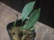 画像1: Homalomena sp. from Sibolga Timur【HW1123-05】