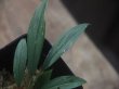 画像2: Homalomena sp. from Sibolga Timur【HW1123-05】