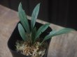 画像1: Homalomena sp. from Sibolga Timur【HW1123-05】