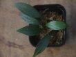 画像3: Homalomena sp. from Sibolga Timur【HW1123-05】