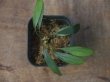 画像3: Homalomena sp. from Sibolga Timur【HW1123-05】