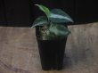 画像5: Aglaonema pictum "PS-D" from Pandang Sidempuan【HW1223-01d】