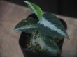 画像2: Aglaonema pictum "PS-D" from Pandang Sidempuan【HW1223-01d】