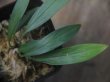 画像2: Homalomena sp. from Sibolga Timur【HW1123-05】