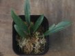 画像3: Homalomena sp. from Sibolga Timur【HW1123-05】