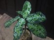 画像2: Aglaonema pictum "PS-A" from Pandang Sidempuan【HW1223-01a】