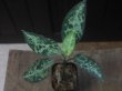 画像1: Aglaonema pictum "PS-F" from Pandang Sidempuan【HW1223-01f】