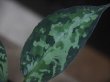 画像4: Aglaonema pictum "PS-F" from Pandang Sidempuan【HW1223-01f】