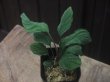 画像1: Homalomena sp. Green Sabah-6【R0515-03a】