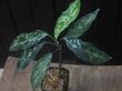 画像2: Aglaonema pictum "PS-E" from Pandang Sidempuan【HW1223-01e】