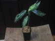 画像5: Aglaonema pictum "PS-E" from Pandang Sidempuan【HW1223-01e】